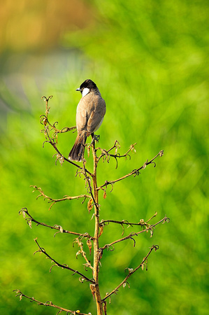 Bird at Creek Park Dubai