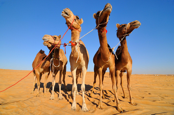 Herd of Camels-Al Dhafra